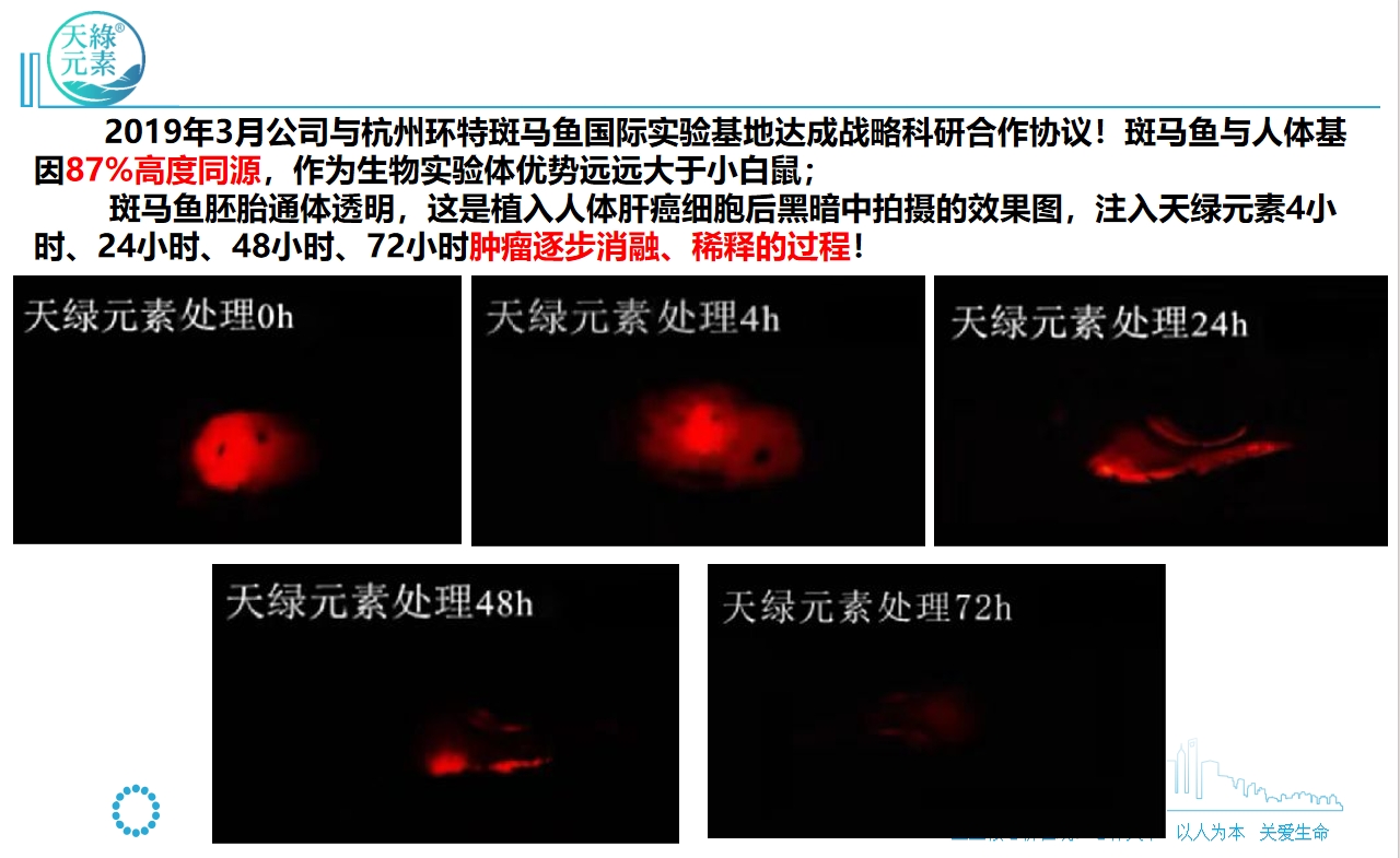 【天綠元素】斑馬魚實驗